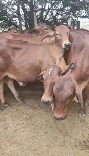 Brahman Cows