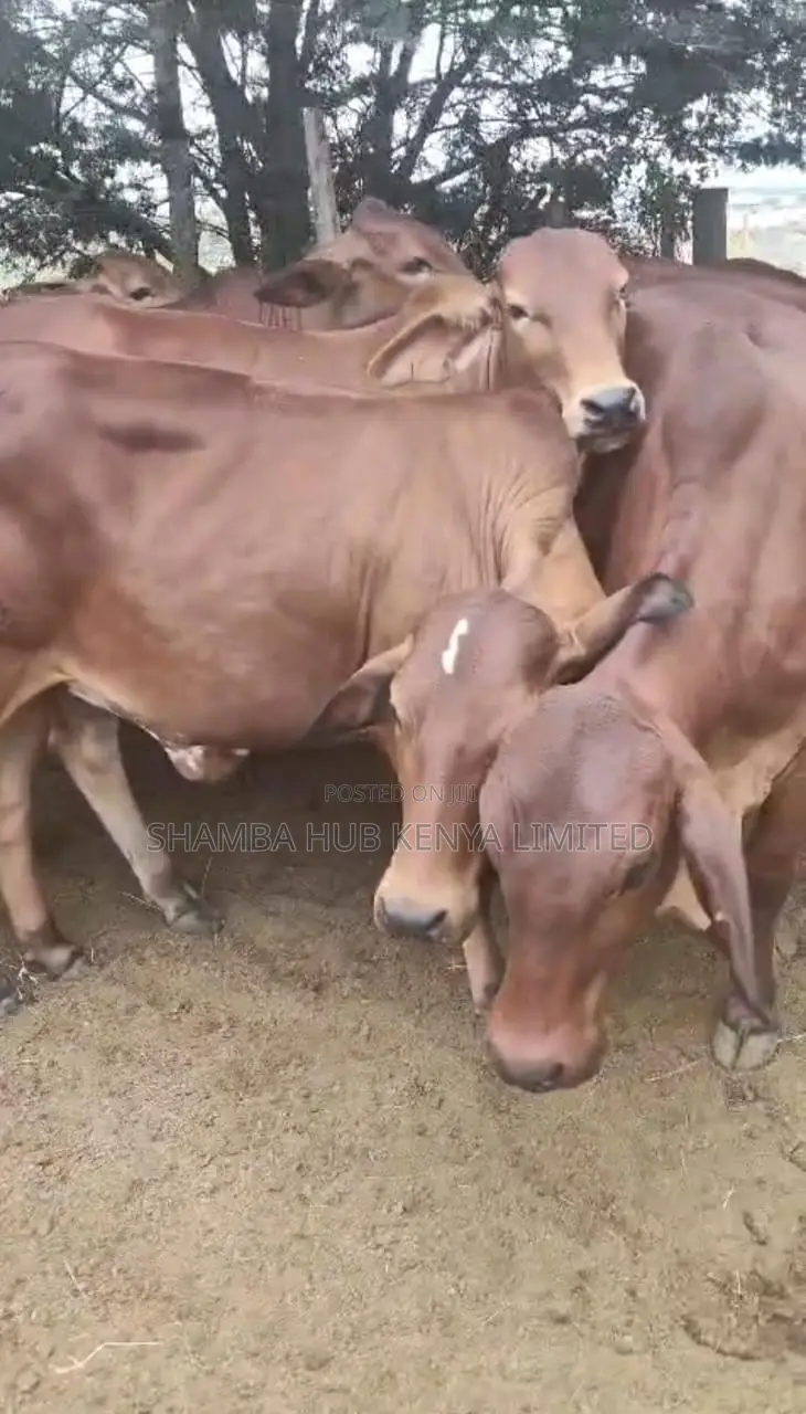 Brahman Cows