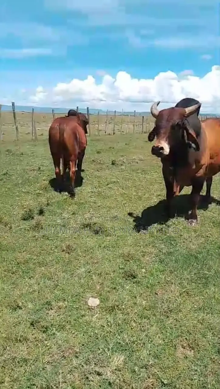Brahman Cows