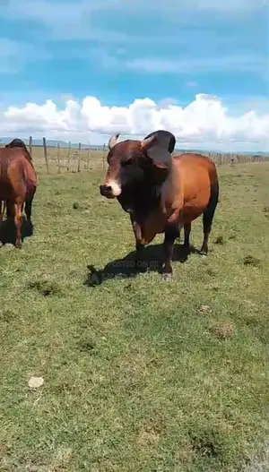 Brahman Cows