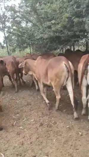 Brahman Cows
