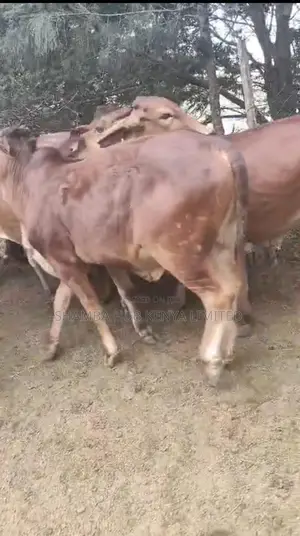 Brahman Cows