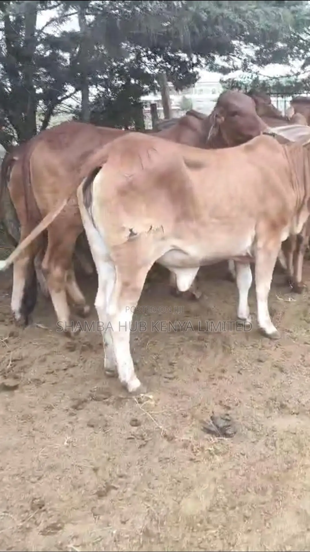 Brahman Cows