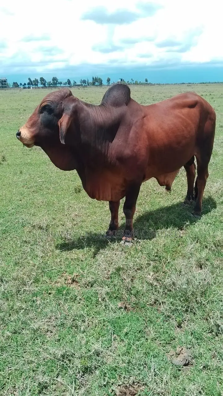 Brahman Cows
