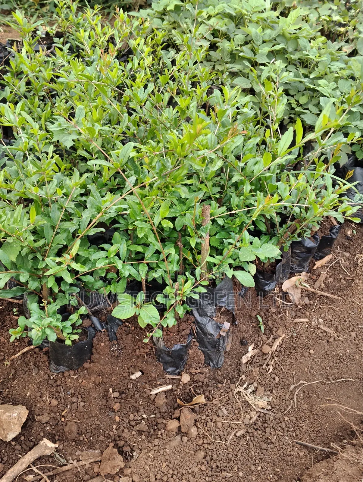 Bhangwa Pomegranate Cutting