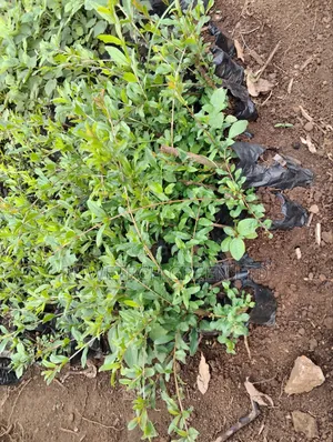 Bhangwa Pomegranate Cutting
