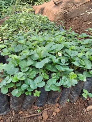 Potted Chandler Strawberry Seedlings