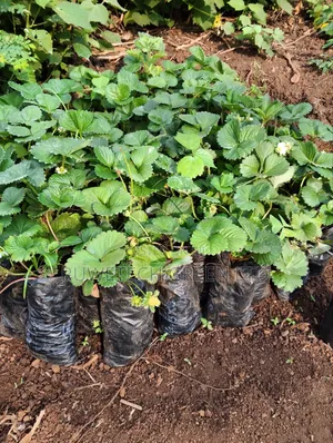 Strawberry Seedlings San Andreas Variety Potted