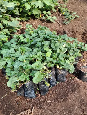 Strawberry Seedlings San Andreas Variety Potted