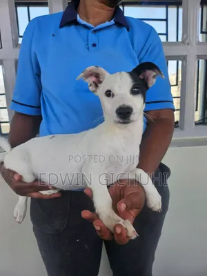 1-3 months Female Mixed Breed Jack Russell Terrier