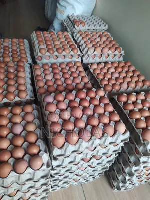 Fresh Chicken Eggs Supply Wholesale Bulk