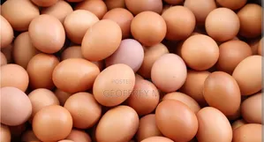 Eggs for Sales Call