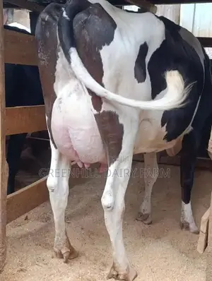 High-Genetic Dairy Cow