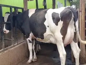 High-Genetic Dairy Cow