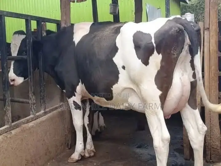 High-Genetic Dairy Cow