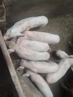 2 .5 Month Old Piglets for Sale. Large White