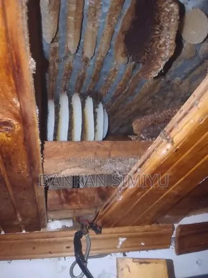 Bee Control and Removal
