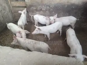 3.5 Months Old Piglets for Sale Large White