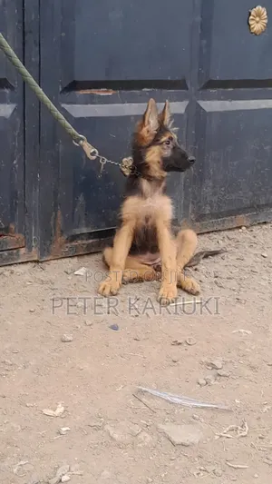 1-3 months Female Purebred German Shepherd