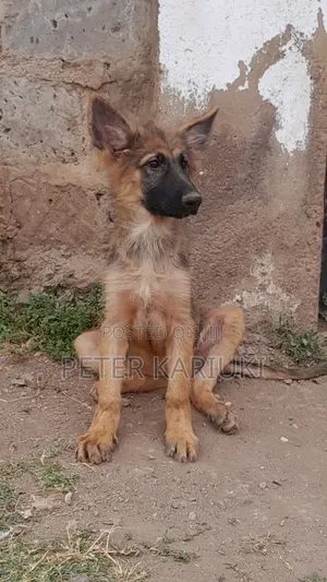 1-3 months Female Purebred German Shepherd
