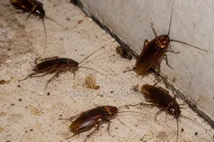 Cockroach Control Extermination Services