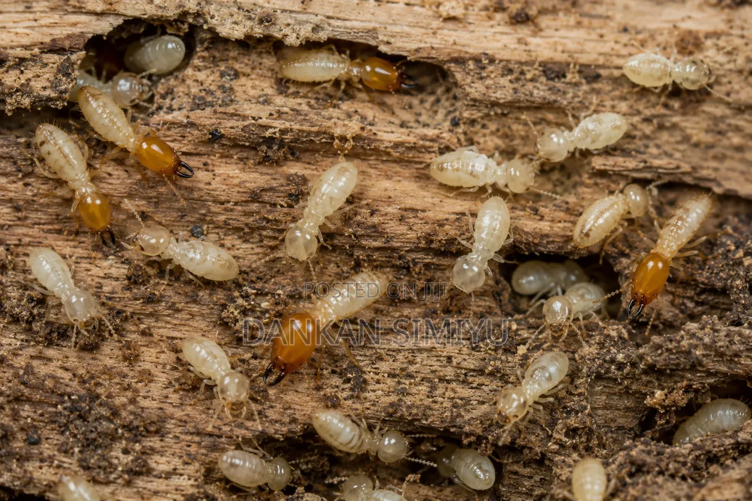 Termites Control Extermination Services