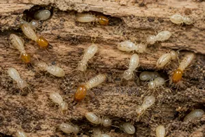 Termites Control Extermination Services