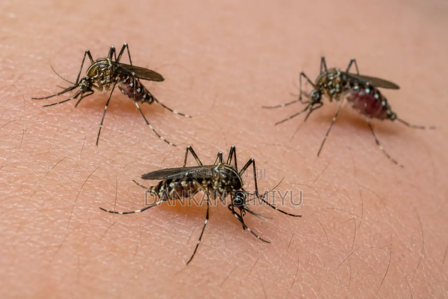 Mosquito Control Fumigation Services