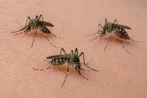 Mosquito Control Fumigation Services