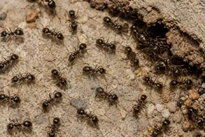 Ants Control Extermination Services