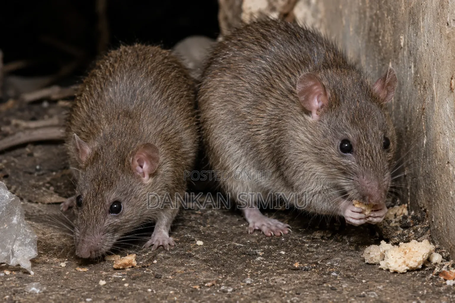 Rats Control Extermination Services