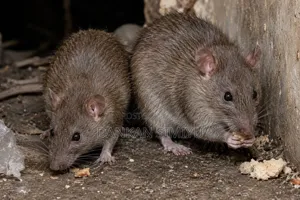 Rats Control Extermination Services
