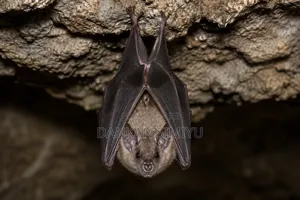 Bat Control Removal Services