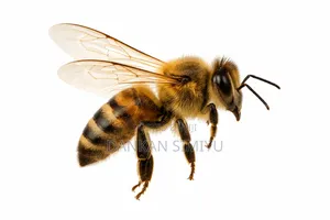 Bee Control Hive Removal Services