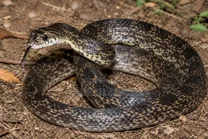 Snake Control Safe Removal Services