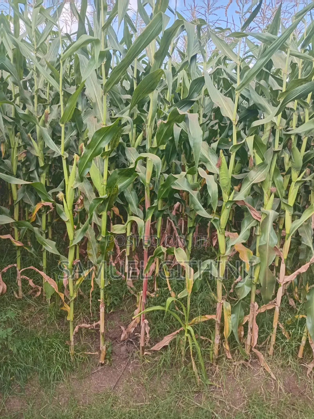 Maize For Silage