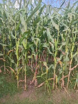 Maize For Silage