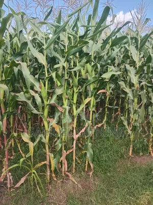 Maize For Silage