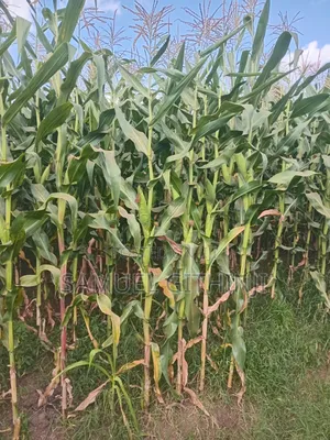 Maize For Silage
