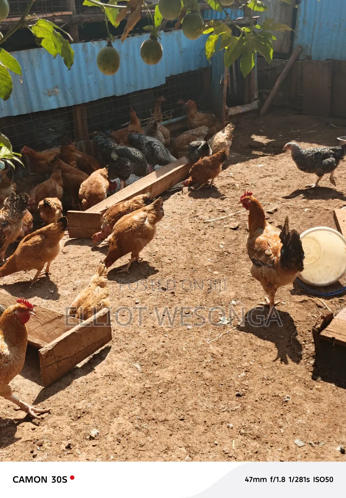Kuku Cock Mature