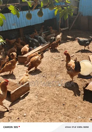 Kuku Cock Mature