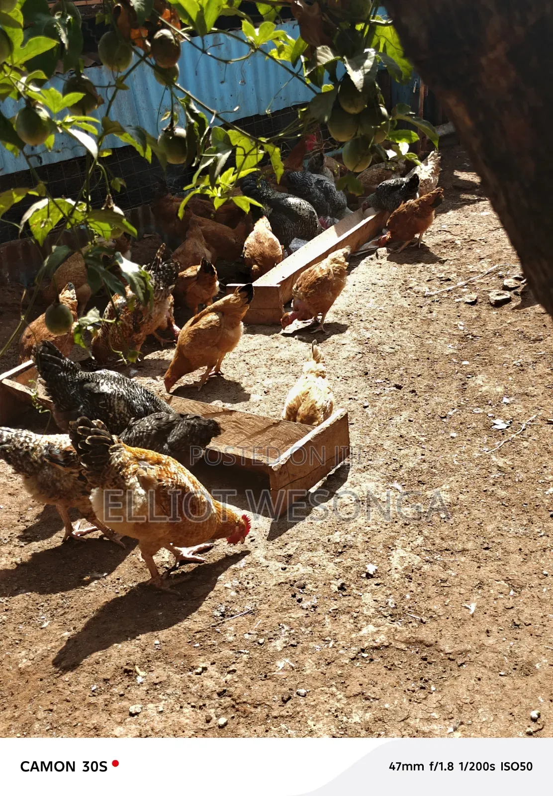 Kuku Cock Mature