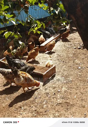 Kuku Cock Mature