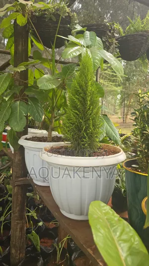 Potted Indoor Plants,Easy to Maintain