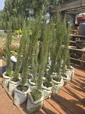 Italian Cypress Tree,Driveway Plants