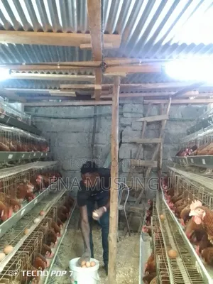Cage's Carys 300 Birds