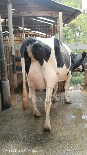 50 Litres Per Day Cow on Sale