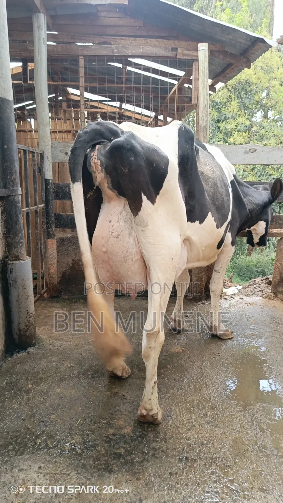50 Litres Per Day Cow on Sale