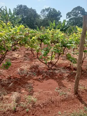 Get Land That Earns You Money