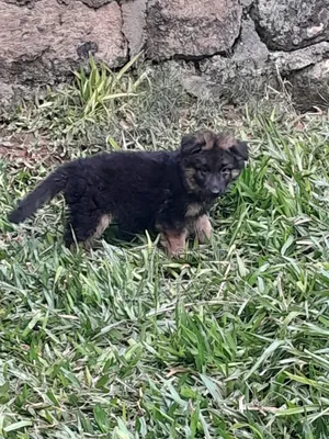 1-3 months Female Purebred German Shepherd